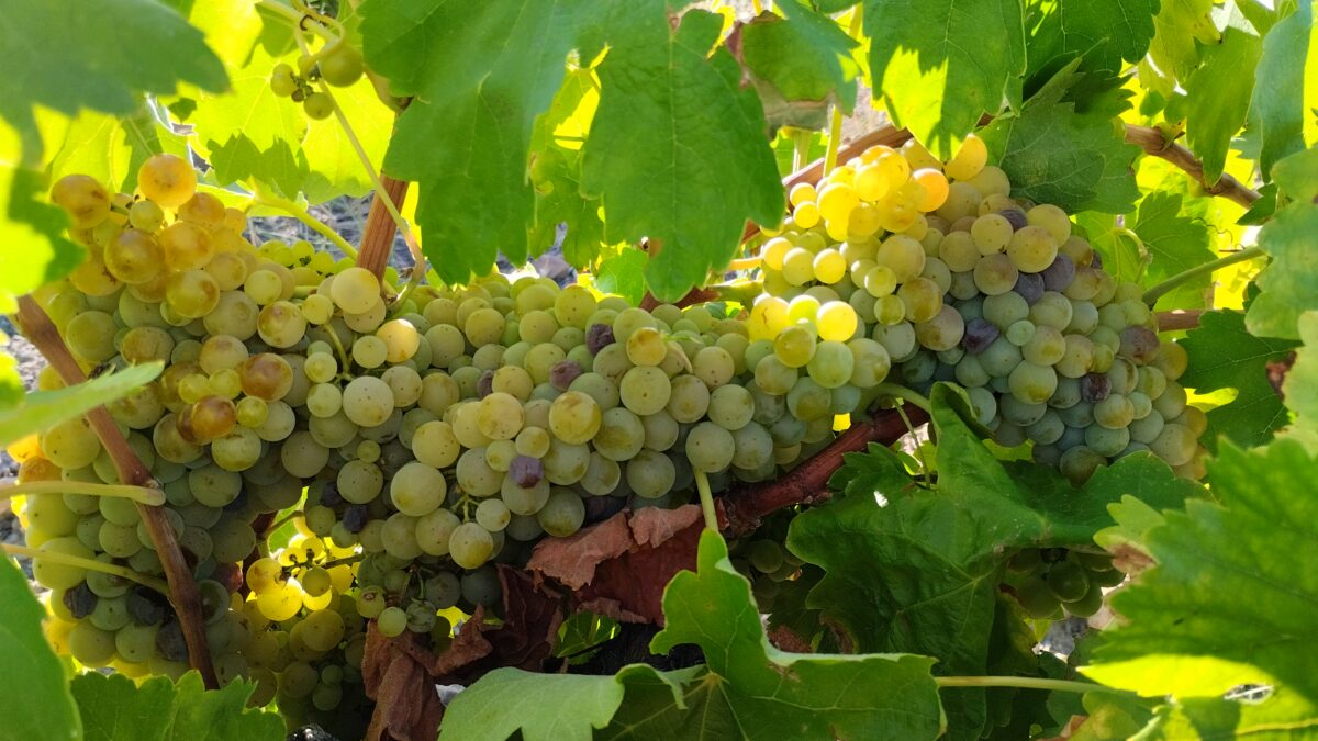Racimo enorme de uvas blancas en una viña