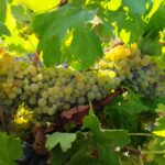 Racimo enorme de uvas blancas en una viña