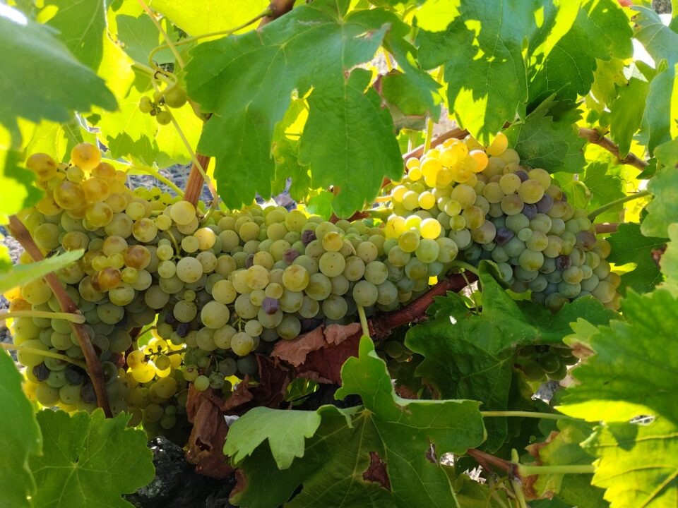 Racimo enorme de uvas blancas en una viña