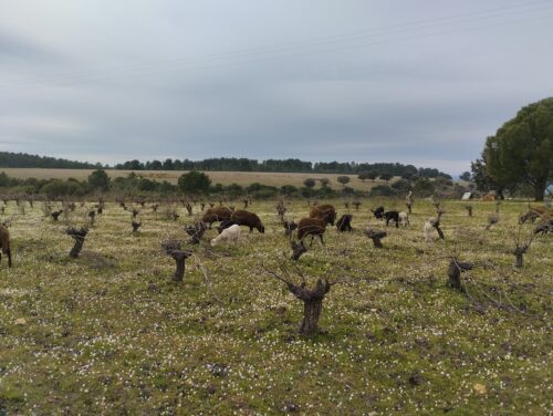 Ovejas pastando en una viña un día oscuro de invierno.