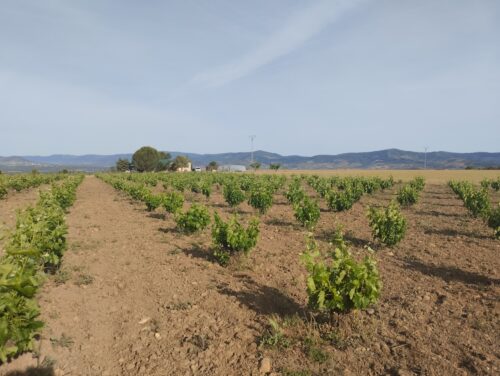 Foto de una viña en primavera, con los racimos cortos