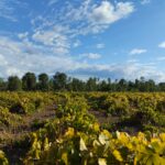 Viña en otoño, con hojas que empiezan a amarillear y monte de fondo.