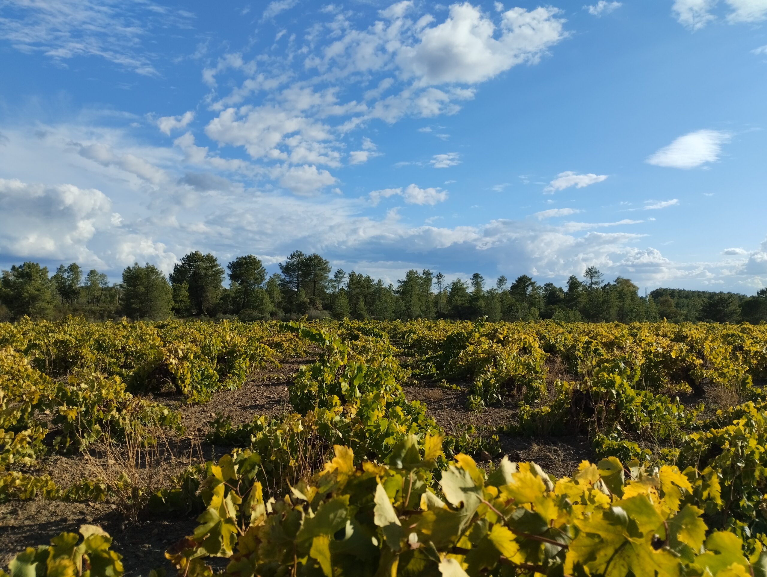 Viña en otoño, con hojas que empiezan a amarillear y monte de fondo.