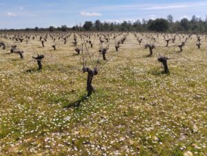 Foto de una viña en primavera. Se ven las cepas sin sarmientos ni hojas y el suelo está lleno de margaritas.