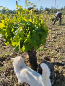 un gato blanco mira una cepa verde con brotes algo largos. De fondo, un hombre está doblado junto a una cepa.