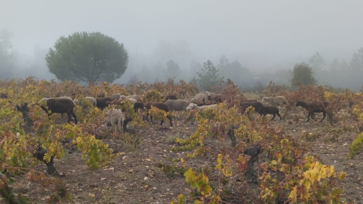 Ovejas merinas negras y blancas pastan por una viña en otoño. Hay mucha niebla.