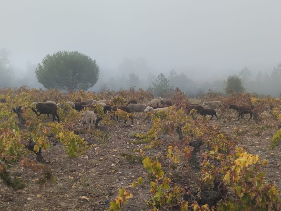 Ovejas merinas negras y blancas pastan por una viña en otoño. Hay mucha niebla.