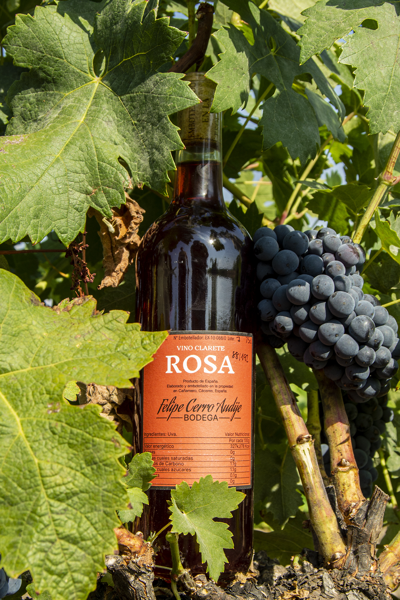 Foto de una botella de vino en una cepa con uvas tintas de fondo. La etiqueta dice Rosa