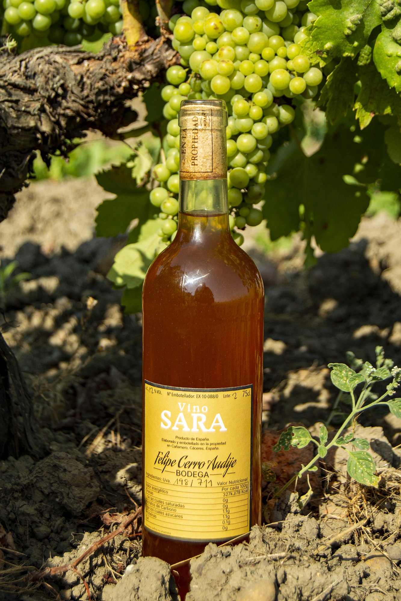 Foto de una botella de vino en una viña con uvas verdes de fondo. La etiqueta dice Sara