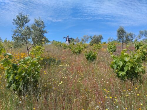 Viña en primavera con plantas y flores en cubierta vegetal, olivos mezclados y un espantapájaros al fondo